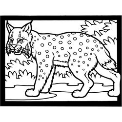 Lince #6059