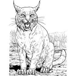 Lince #6060