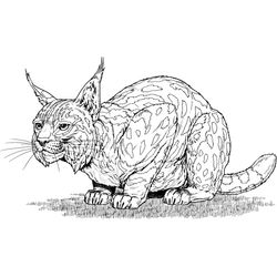 Lince #6061