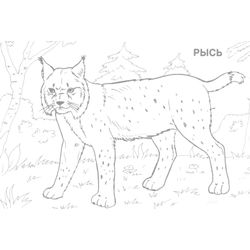 Lince #6062