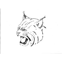 Lince #6063