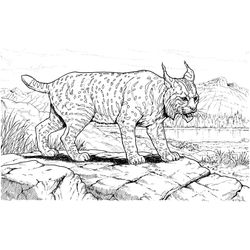 Lince #6066