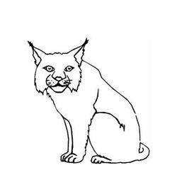 Lince #6067