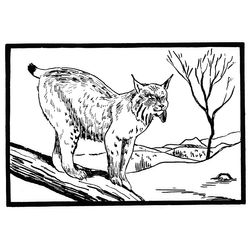 Lince #6069