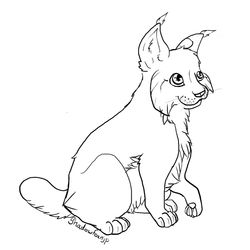 Lince #6070
