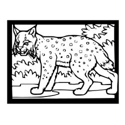 Lince #6071