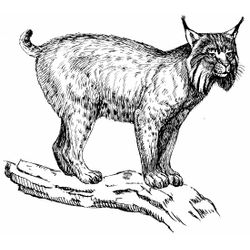 Lince #6072