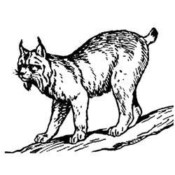 Lince #6073