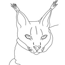 Lince #6074