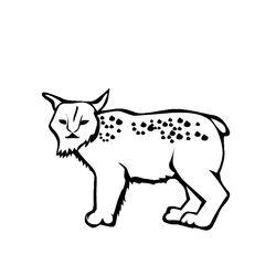 Lince #6075