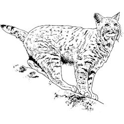 Lince #6077