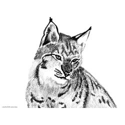 Lince #6078