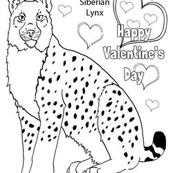 Lince #6079