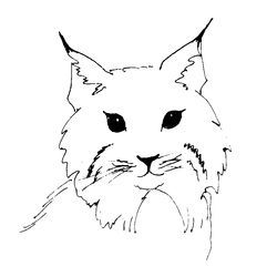 Lince #6082