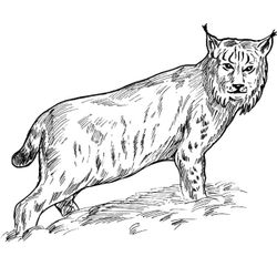 Lince #6083