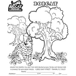 Lince #6084