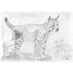 Lince #6085