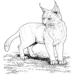Lince #6086