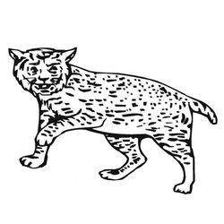 Lince #6088
