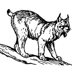 Lince #6089