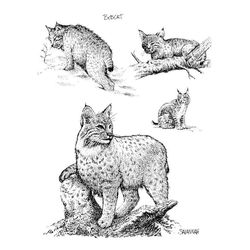 Lince #6092