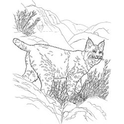 Lince #6094