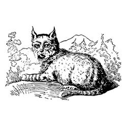 Lince #6097