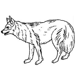 Lobo #6106