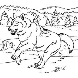 Lobo #6108