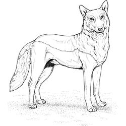 Lobo #6112