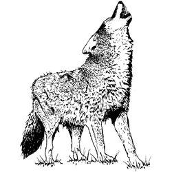 Lobo #6119