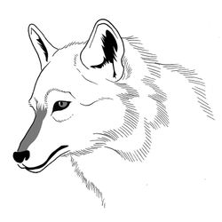 Lobo #6126
