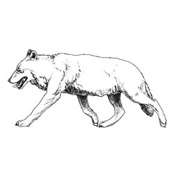 Lobo #6143