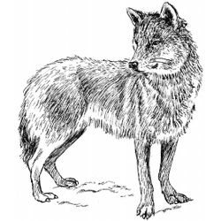 Lobo #6164