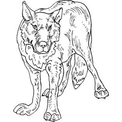 Lobo #6170