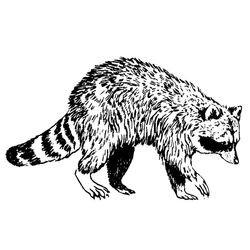 Mapache #6208