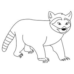 Mapache #6215