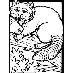 Mapache #6225