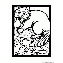 Mapache #6227