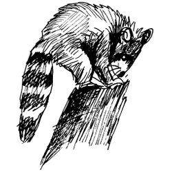 Mapache #6229