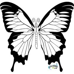 Mariposa #6262