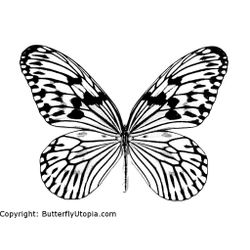 Mariposa #6267