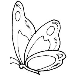 Mariposa #6271