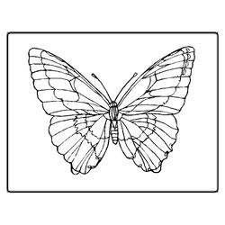 Mariposa #6287