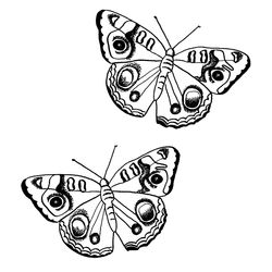 Mariposa #6293