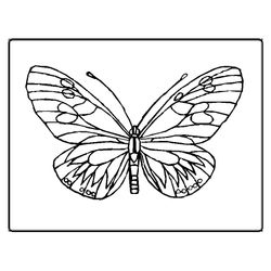 Mariposa #6295