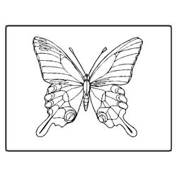 Mariposa #6304