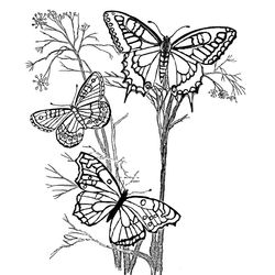 Mariposa #6307
