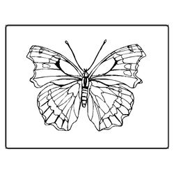 Mariposa #6316