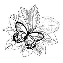 Mariposa #6320
